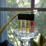 Sweetheart Roses Perfume 10..